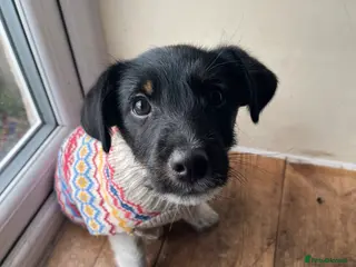 Jack Russell dogs Jack Russell puppies ONE BOY LEFT - Advert 10