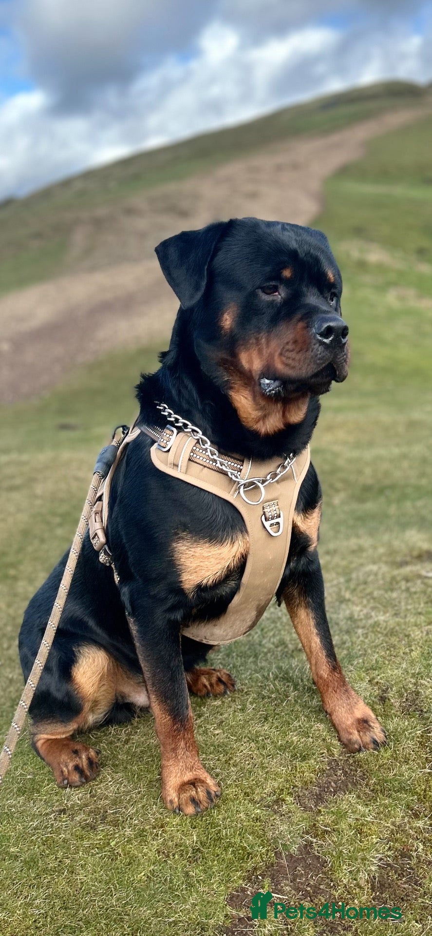 Rottweiler dogs 3 year old male for stud in exchange for a puppy  - Advert 1