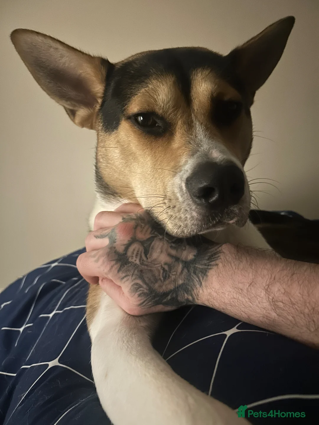 Mixed Breed dogs for sale: Meet Benji in Salford - Advert 4