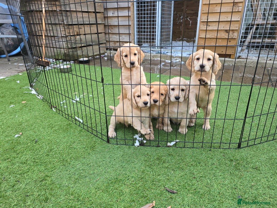 Cocker Spaniel dogs for sale: Working Cocker Spaniel pups for sale ready 19/8/25 - Image 9