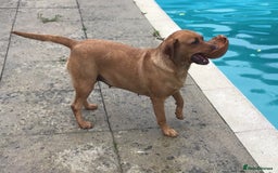 Labrador Retriever dogs for sale: Beautiful Working Labradors  - Image 9