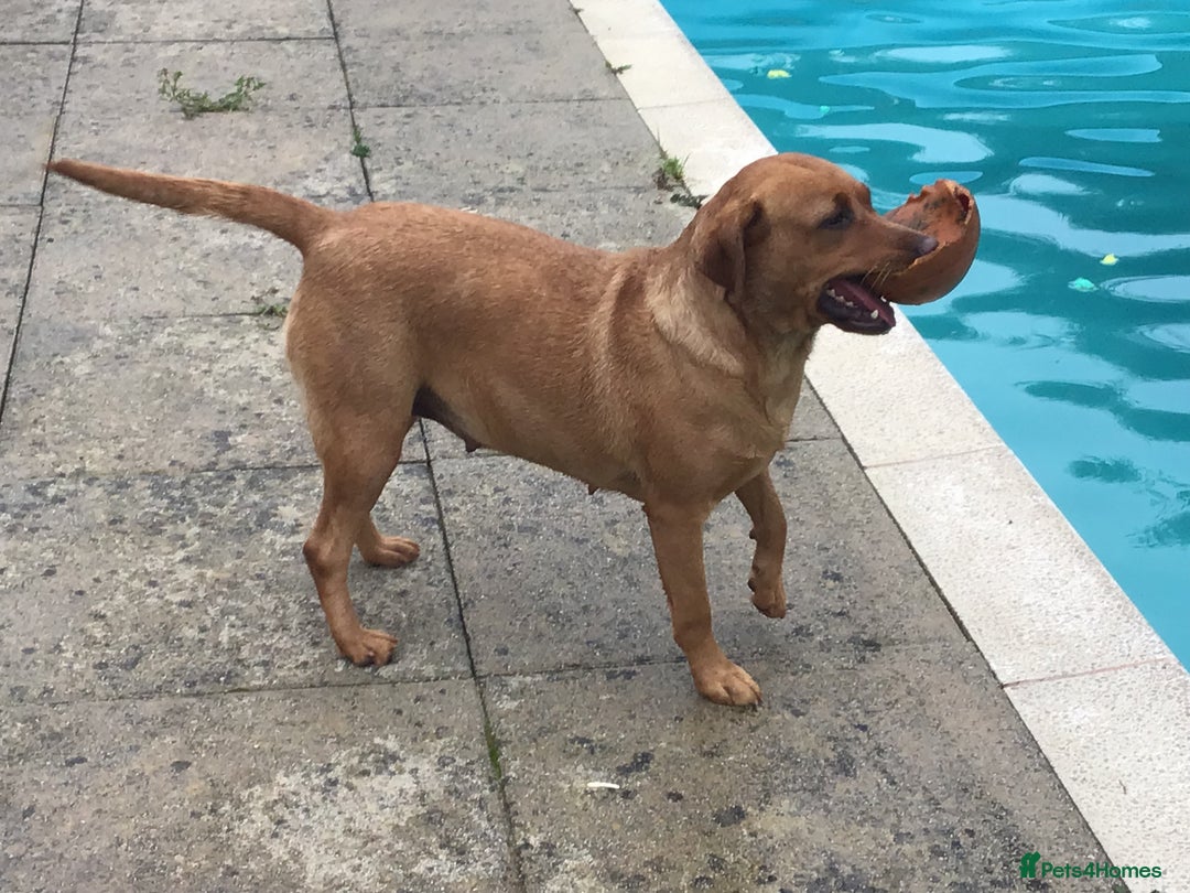 Labrador Retriever dogs for sale: Beautiful Working Labradors  - Image 9