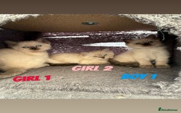 Ragdoll cats for sale: *STUNNING* litter of ragdolls  - Image 2