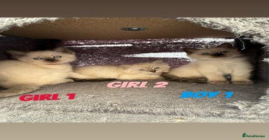 Ragdoll cats - Advert 2