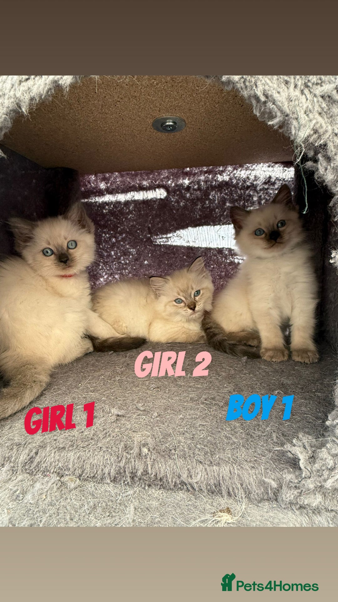 Ragdoll cats for sale: *STUNNING* litter of ragdolls  - Image 2