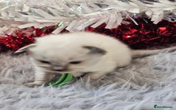 Ragdoll cats for sale: 8 beautiful ragdolls ready for Christmas 🎁 - Advert 26