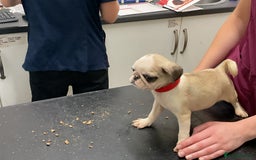 Pug dogs for sale: PUG PUPPIES - Image 2