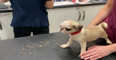 Pug dogs - Advert 6