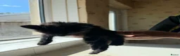 Mixed Breed cats for sale: 🐱 Beautiful Kittens Looking For Their Homes 🐱 in Birmingham - Advert 7