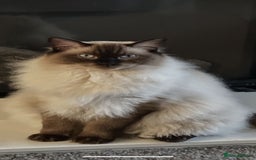 Ragdoll cats for sale: ✨Seal Point Male - Ready from 15th Nov 💙 - Image 11