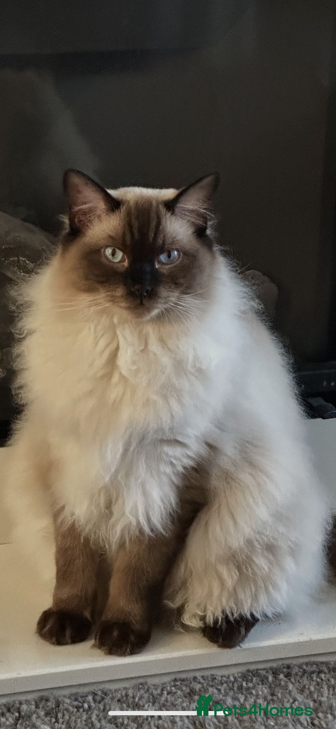 Ragdoll cats for sale: ✨Seal Point Male - Ready from 15th Nov 💙 - Image 11