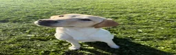 Labrador Retriever dogs for sale: Exceptional Yellow Labrador  - Advert 3