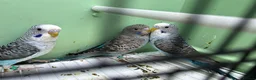 Budgerigars birds for sale: Black Wings budgies, possible split to bw/bf - Advert 5