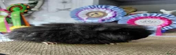 Guinea Pig rodents for sale: Californian guinea pig - Advert 5