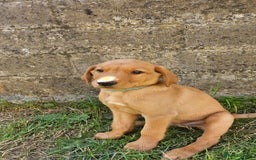 Labrador Retriever dogs for sale: Labrador Puppies For sale Ready Now - Image 3