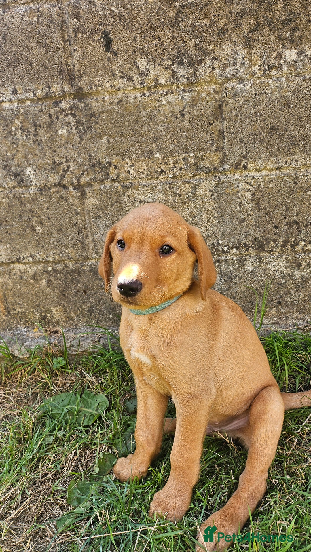 Labrador Retriever dogs for sale: Labrador Puppies For sale Ready Now - Image 3