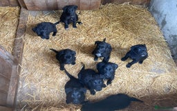 Borador dogs for sale: Beautiful Collie x Labrador Puppies - Image 1