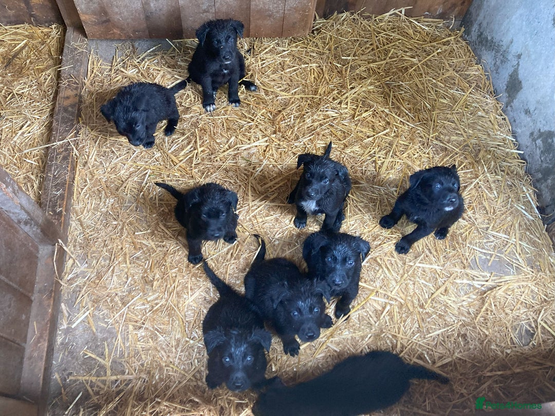Borador dogs for sale: Beautiful Collie x Labrador Puppies - Image 1