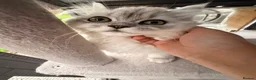 Persian cats for sale: ✨ Cute Persian kitten ✨ - Advert 5