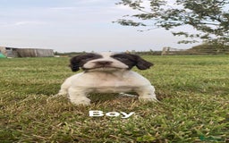 Sprocker dogs for sale: Sprocker puppys  - Image 6