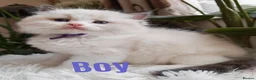 Ragdoll cats for sale: PUREBRED RAGDOLL KITTENS GCCF REGISTERED  - Advert 6