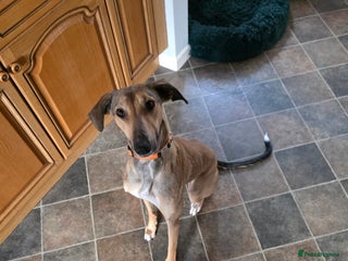 Lurcher dogs - Advert 1