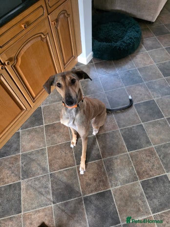 Lurcher dogs - Advert 2