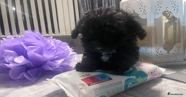 Yorkiepoo dogs Ready now last, loveing, beautiful boys Yorkipoo - Advert 5