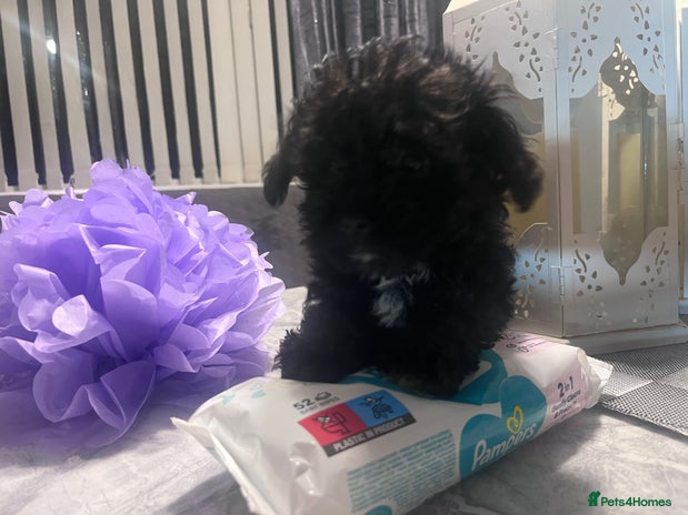 Yorkiepoo dogs Ready now last, perfect tiny beautiful Yorkipoo - Advert 15