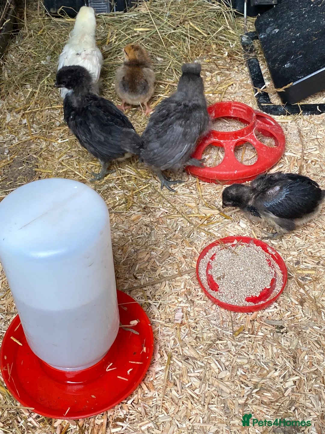 Chickens poultry for sale: Day old chicks - Advert 13