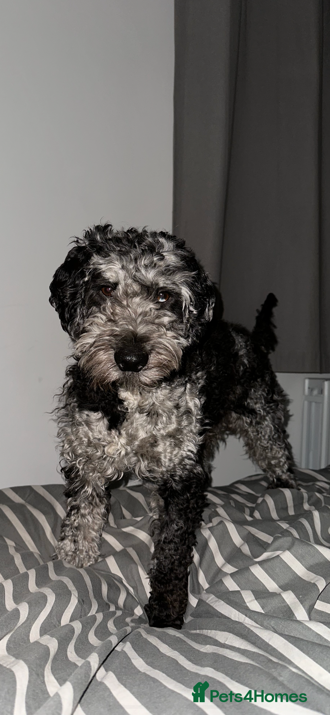 Cockapoo dogs for stud: Merle F1 Cockapoo (Proven) for stud in Penrith - Advert 8