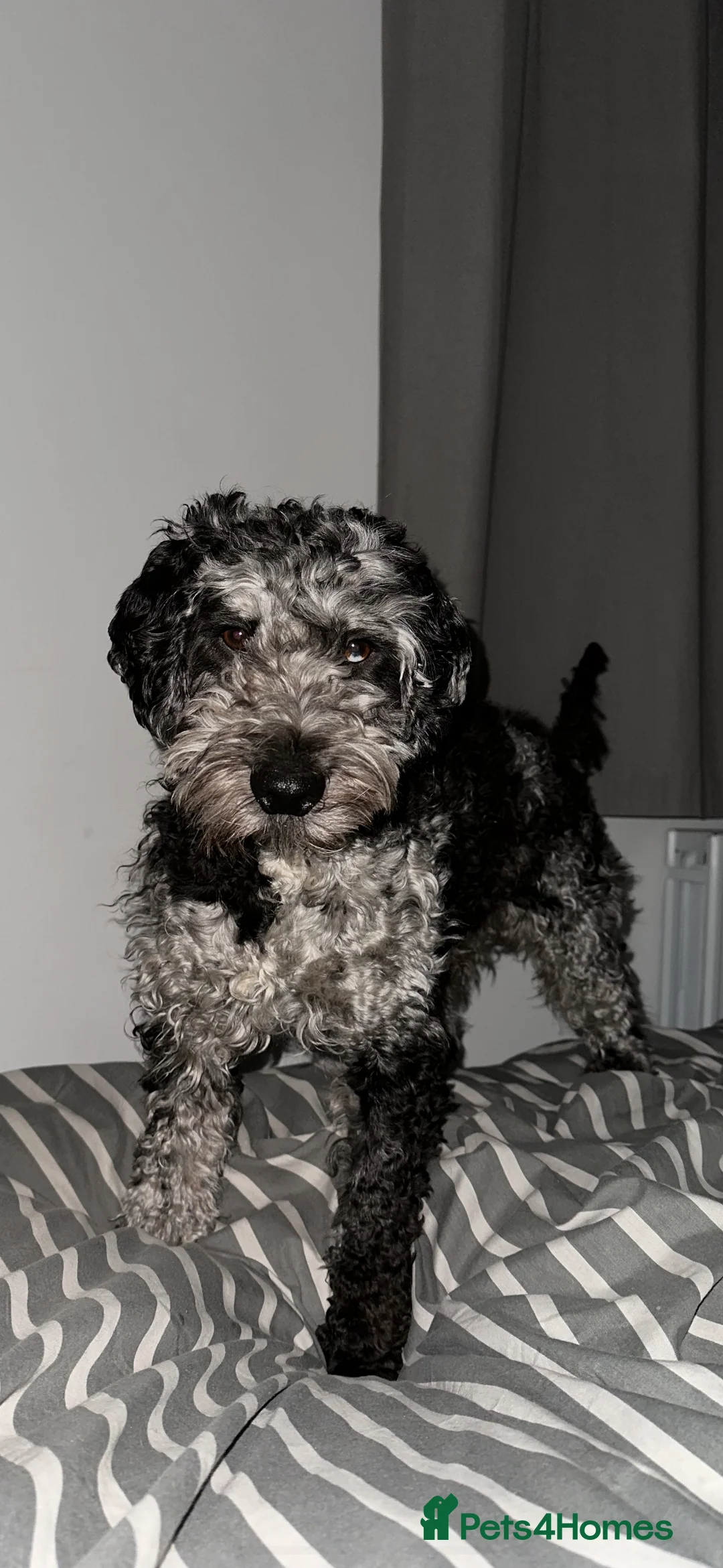 Cockapoo dogs for stud: Merle F1 Cockapoo (Proven) for stud in Penrith - Advert 8