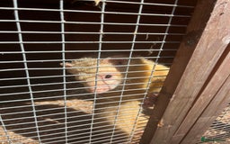 Ferret rodents for sale: Free  - Image 3