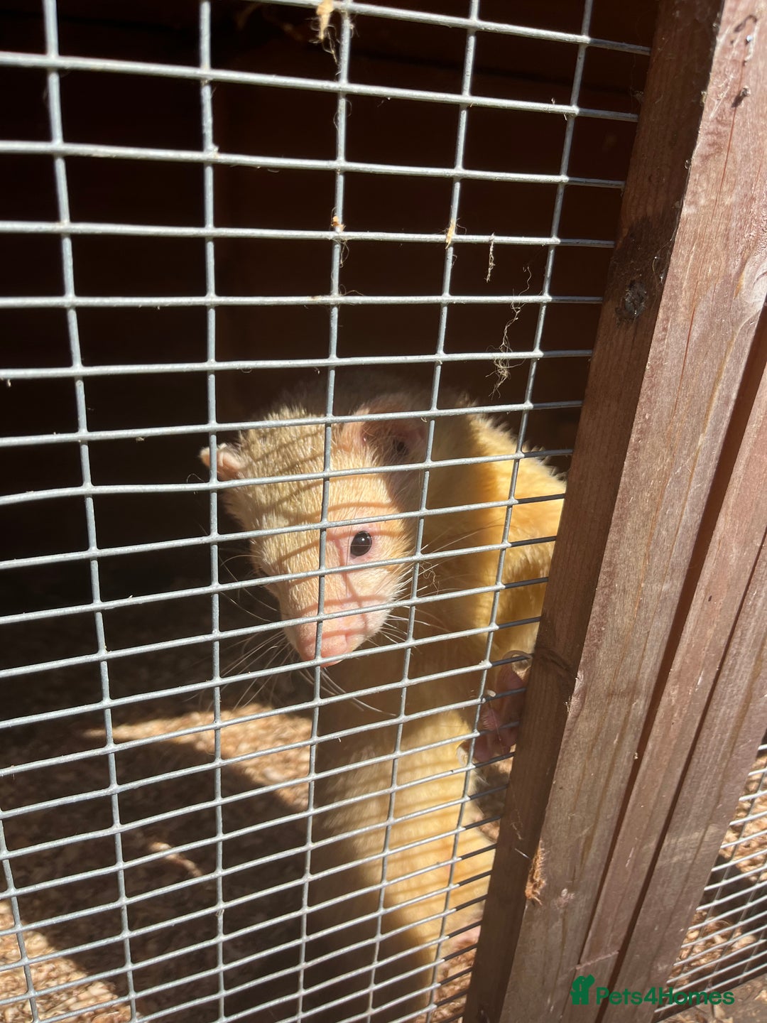Ferret rodents for sale: Free  - Image 3