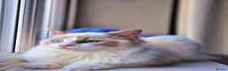 Ragdoll cats for sale: Pure Ragdoll Kittens Ready For Forever Homes in Ilford - Advert 5