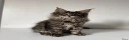Maine Coon cats for sale: XL Russian Cubs 💚 - Advert 7