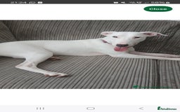 Mixed Breed dogs for sale: Rehome Mavis - Image 7