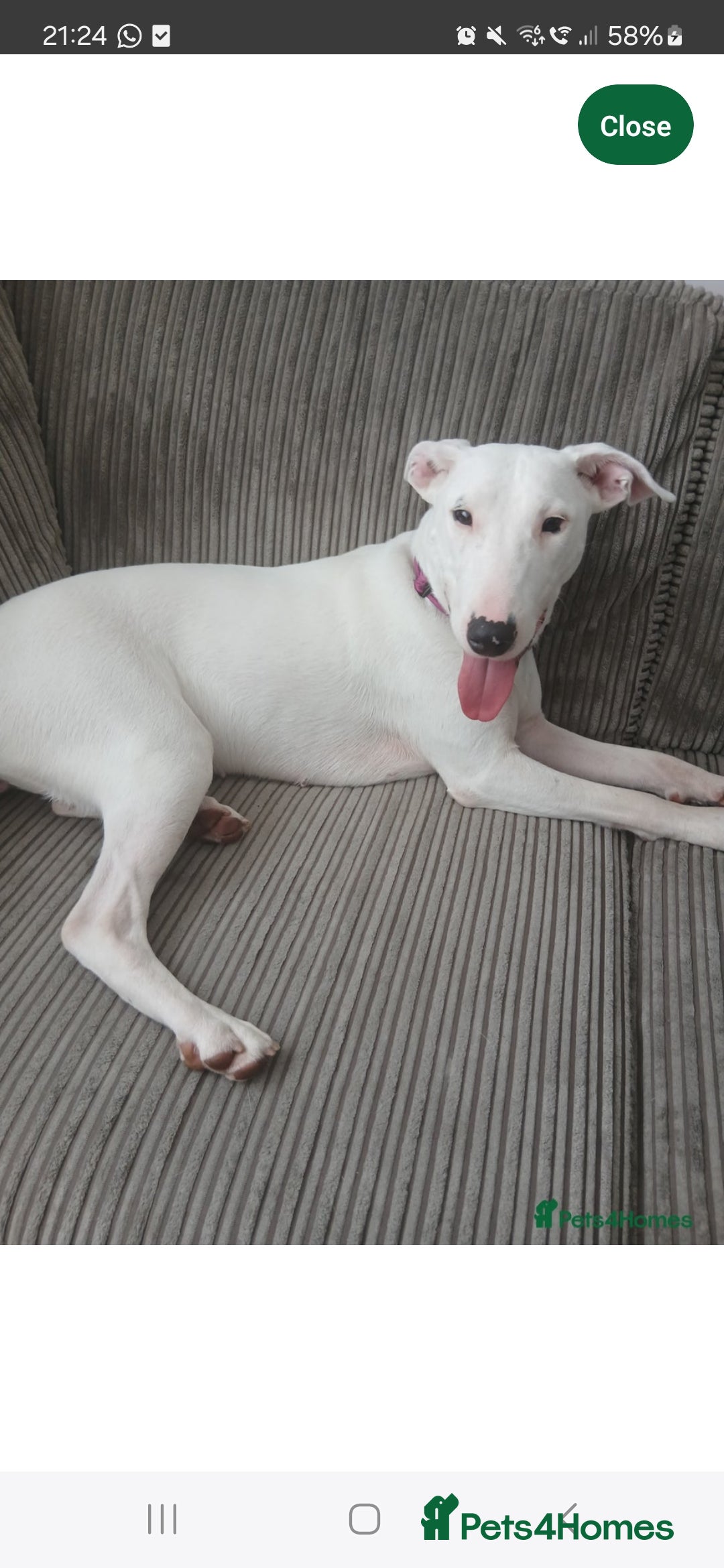 Mixed Breed dogs for sale: Rehome Mavis - Image 7
