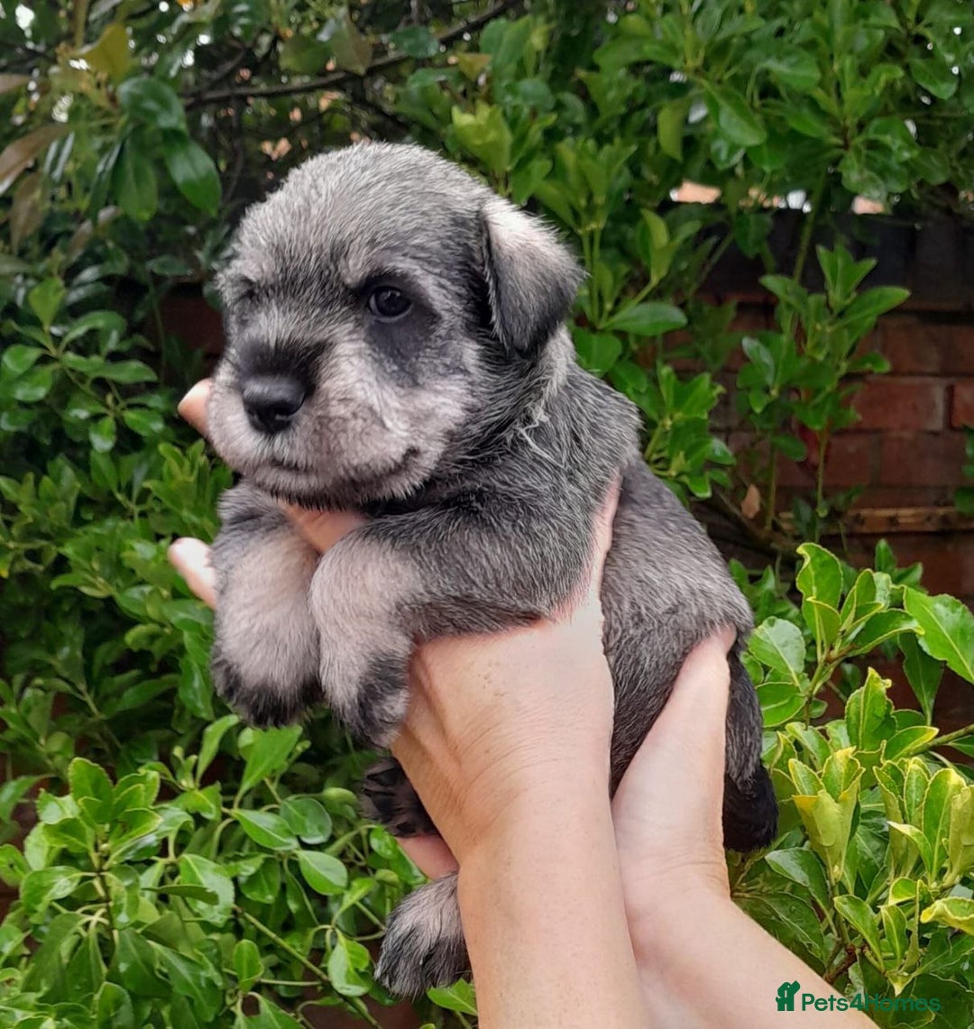 Schnauzer dogs for sale: Standard Schnauzer Puppies  - Advert 8