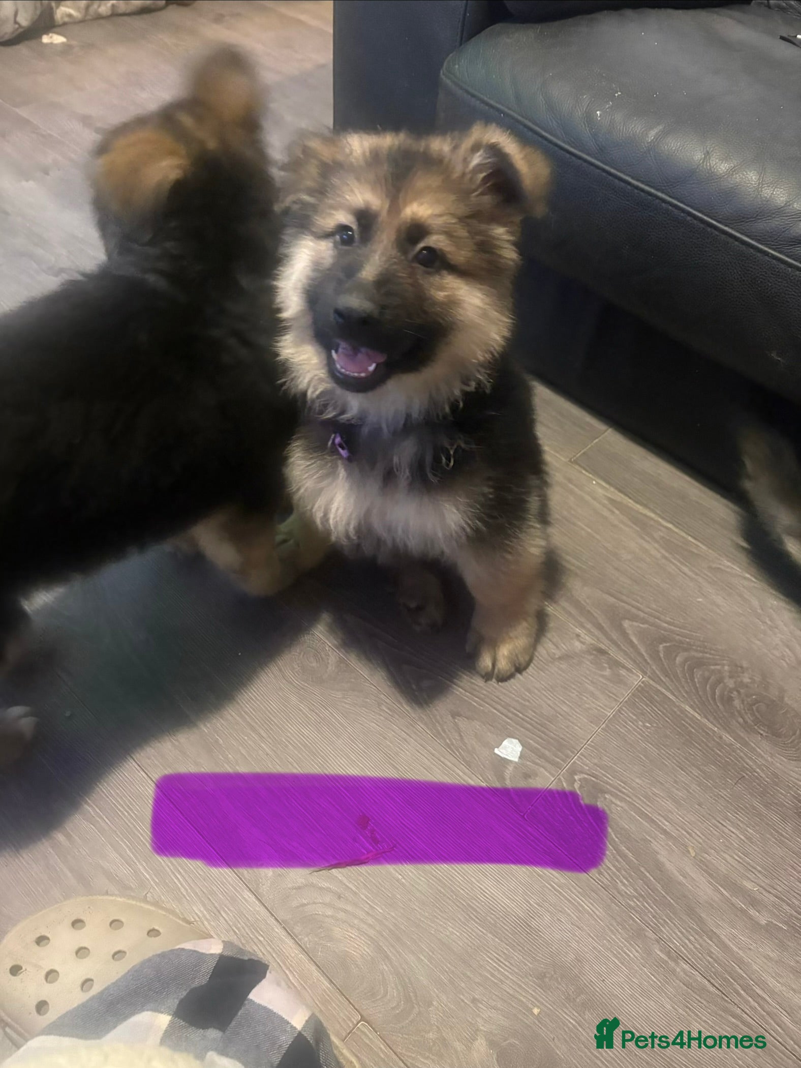 Mixed Breed dogs 4 stunning German shepherd pups for sale ready now - Advert 2