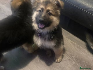 Mixed Breed dogs 4 stunning German shepherd pups for sale ready now - Advert 3