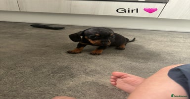 Miniature Dachshund dogs - Advert 2