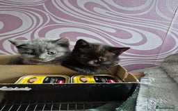 British Shorthair cats for sale: Last British shorthair kitten available! - Image 4