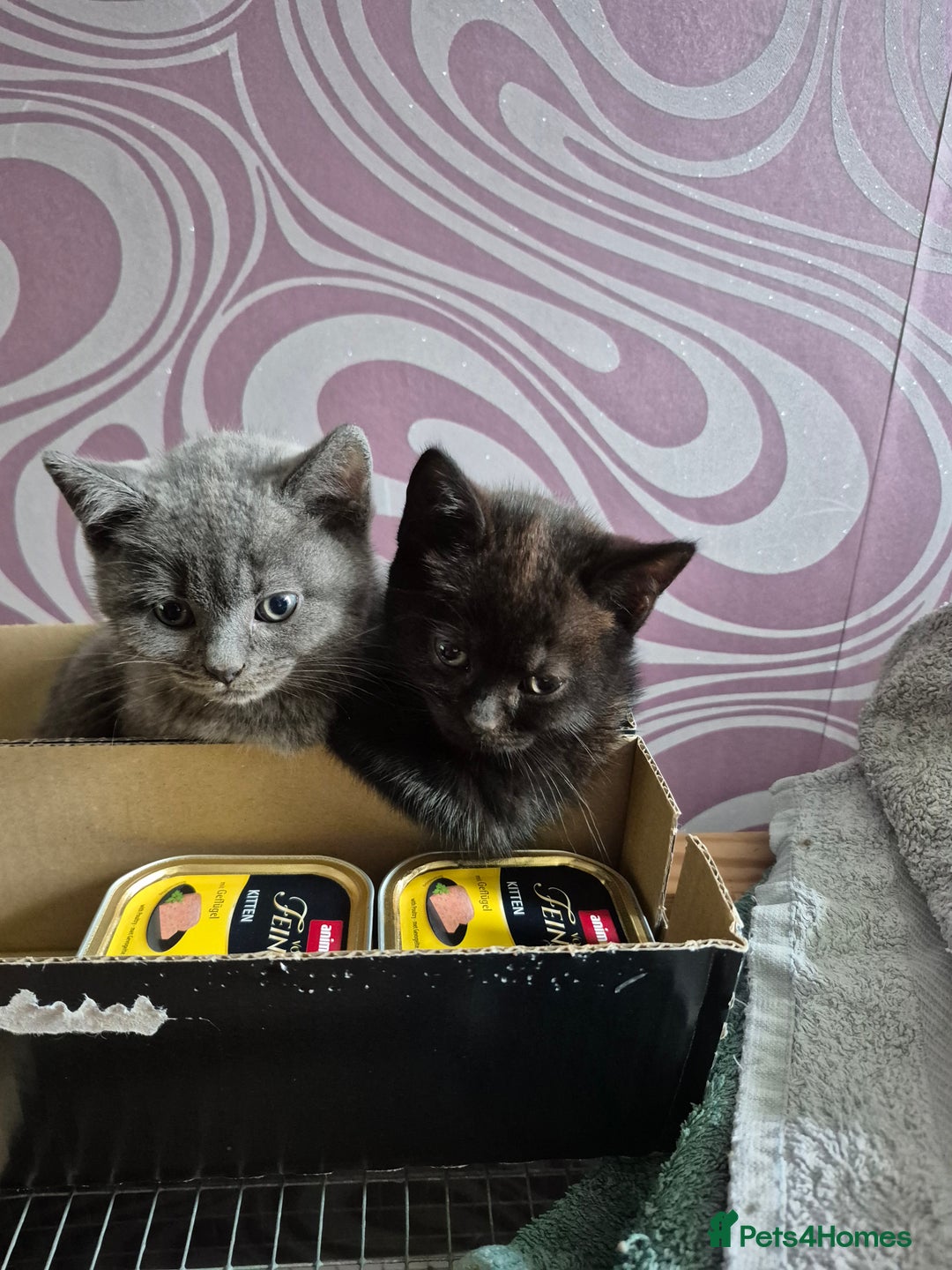 British Shorthair cats for sale: Last British shorthair kitten available! - Image 4