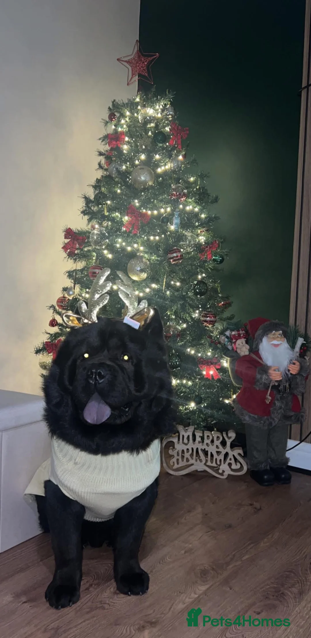 Chow Chow dogs for stud: RAVEN - Advert 4