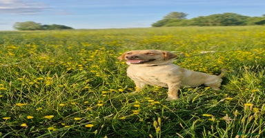 Labrador Retriever dogs - Advert 14