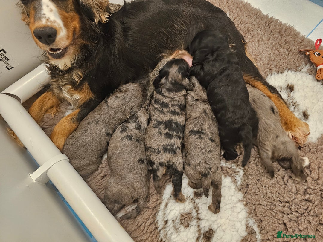 Cockapoo dogs for sale: Gorgeous F1 Cockapoo puppies  - Advert 1