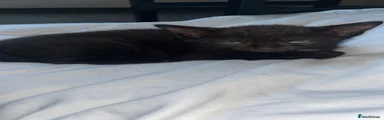 Mixed Breed 1
