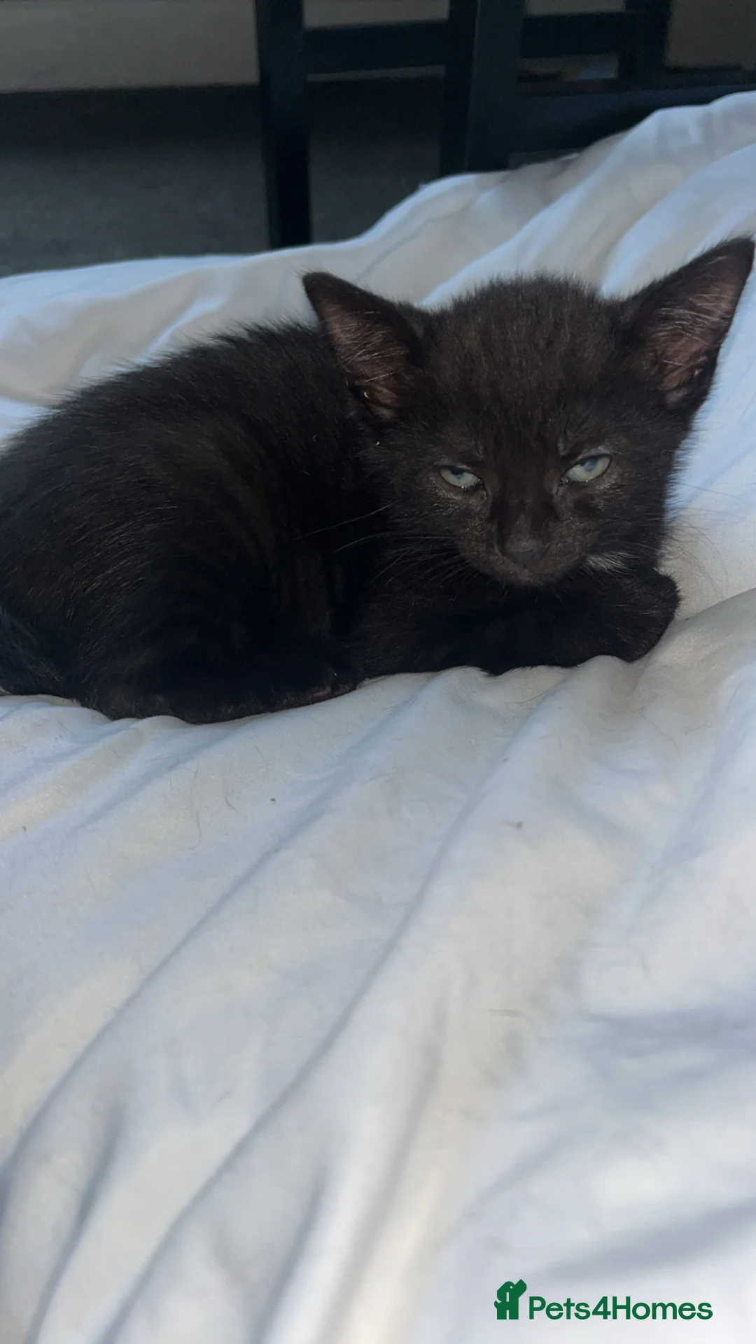 Mixed Breed cats for sale: 2 beautiful kittens looking for thrre forever home - Advert 3