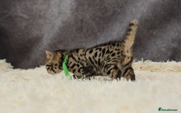 Bengal cats for sale: 🔥Stunning Bengals ready for reservation🔥 - Image 17